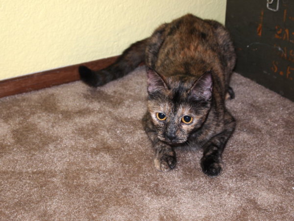 A cat ready to pounce.